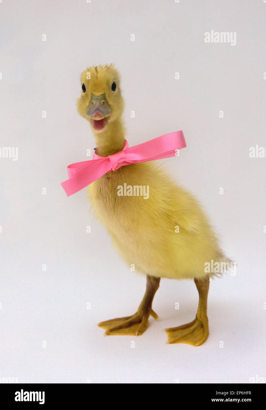 Blonde yellow day old duck duckling white background with pink ribbon and bow Stock Photo