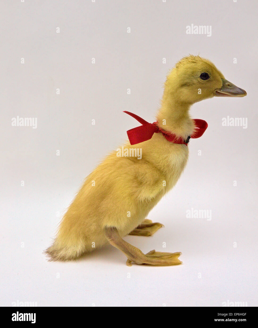 Blonde yellow day old duck duckling white background with red ribbon and bow Stock Photo