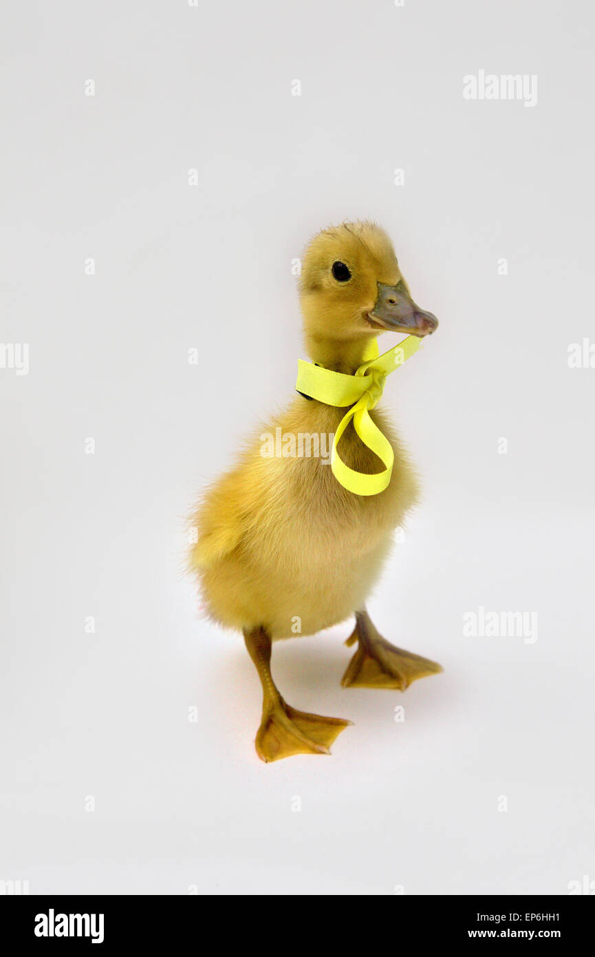 Blonde yellow day old duck duckling white background with yellow ribbon and bow Stock Photo