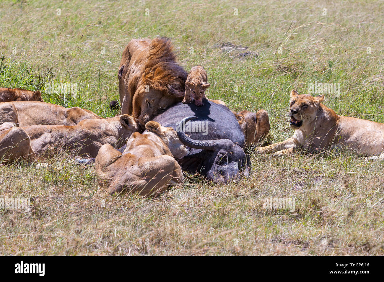 Lions Feeding Stock Photo 82509762 Alamy