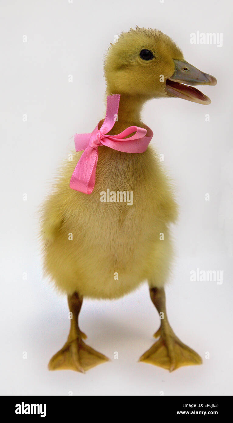 Blonde yellow day old duck duckling white background with pink ribbon and bow Stock Photo