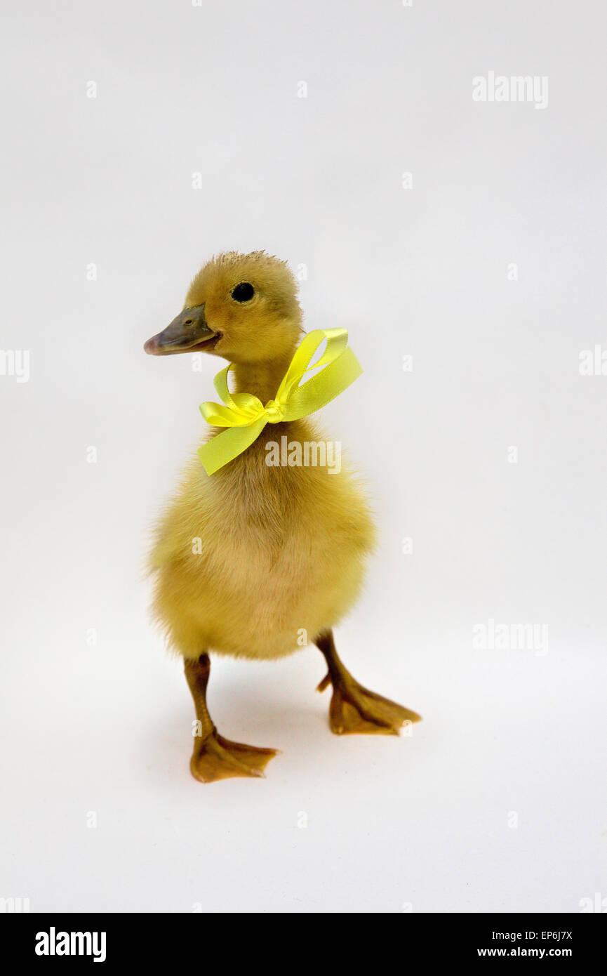 Blonde yellow day old duck duckling white background with yellow ribbon and bow Stock Photo