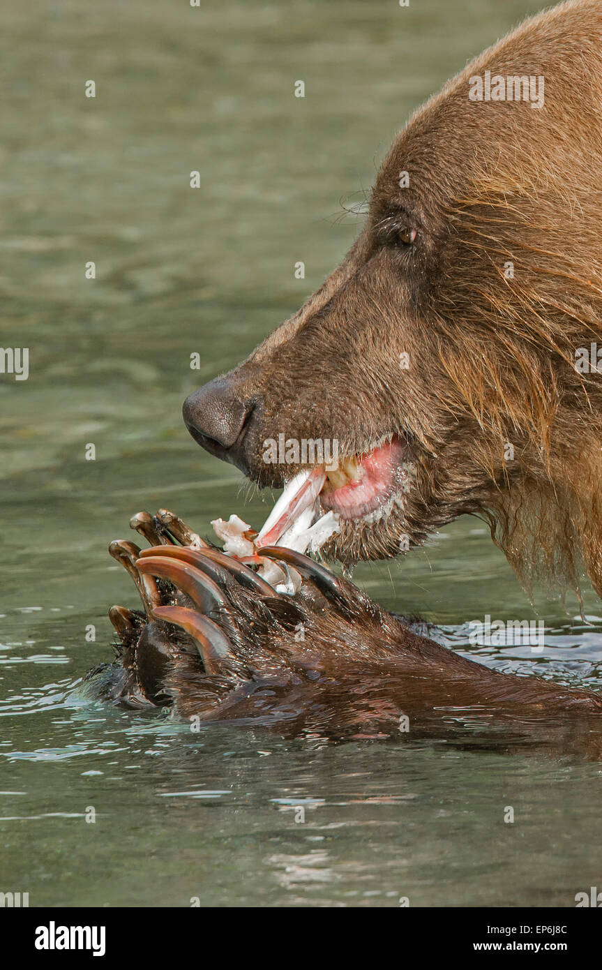 Brown bear in river eating salmon Stock Photo
