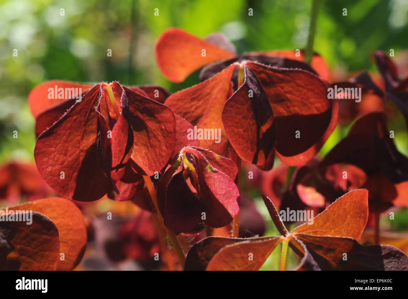 Red oxalis leaves on a sunny day. Stock Photo