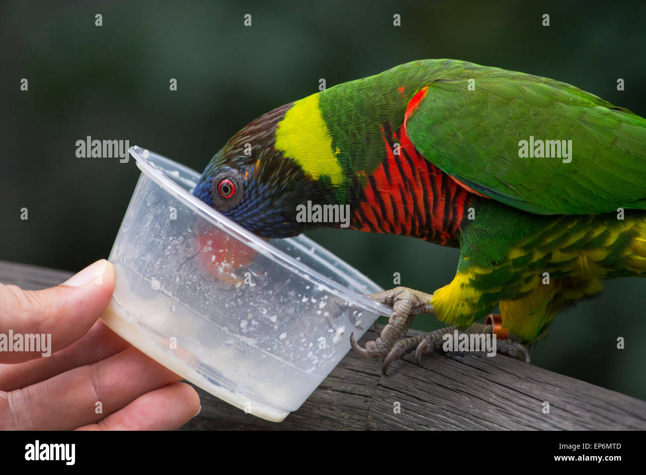 Singapore, Jurong Bird Park. Hand feeding a colorful Australian