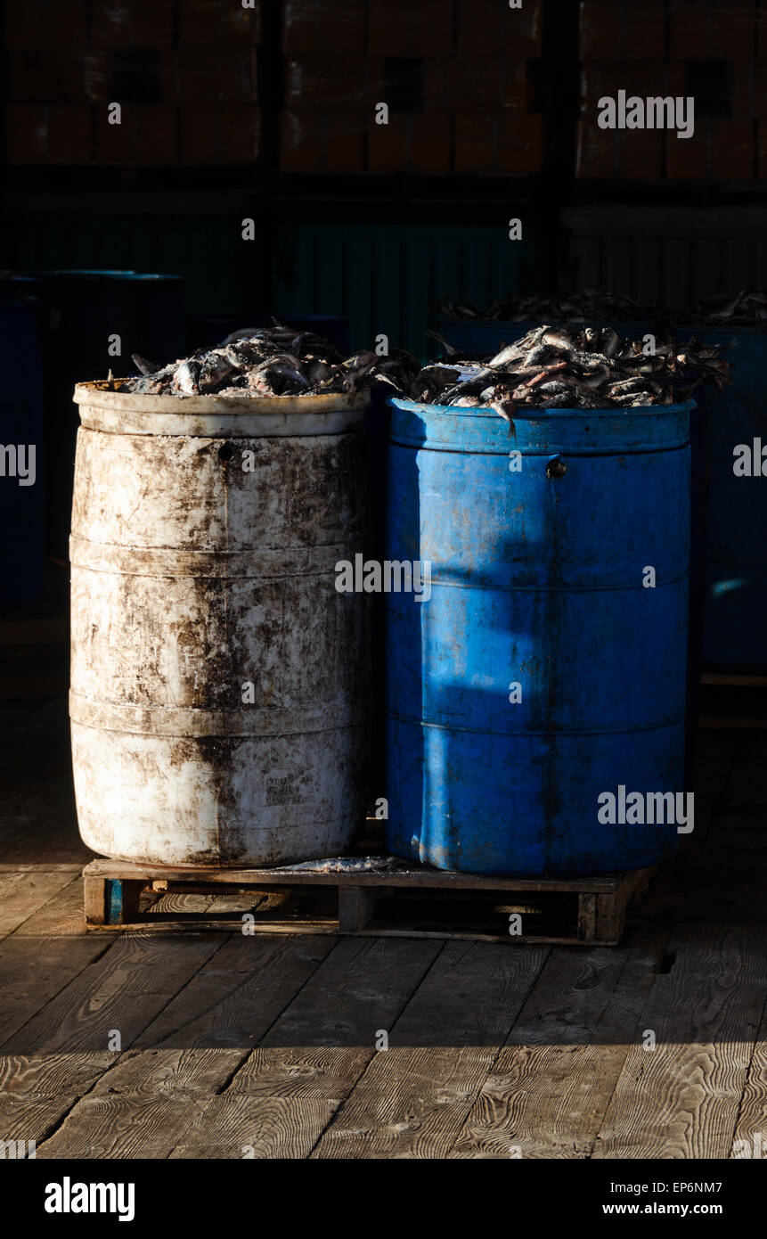 Herring fish bait hires stock photography and images Alamy