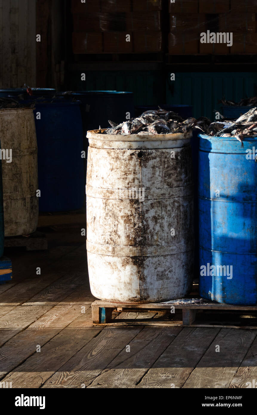 Herring fish bait hires stock photography and images Alamy