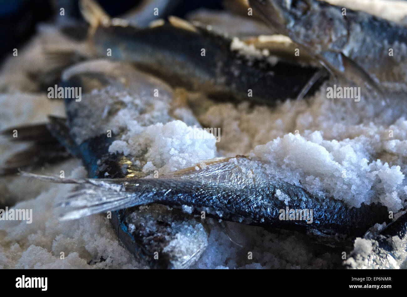 Barrels full of salted herring for baiting lobster traps, Islesford