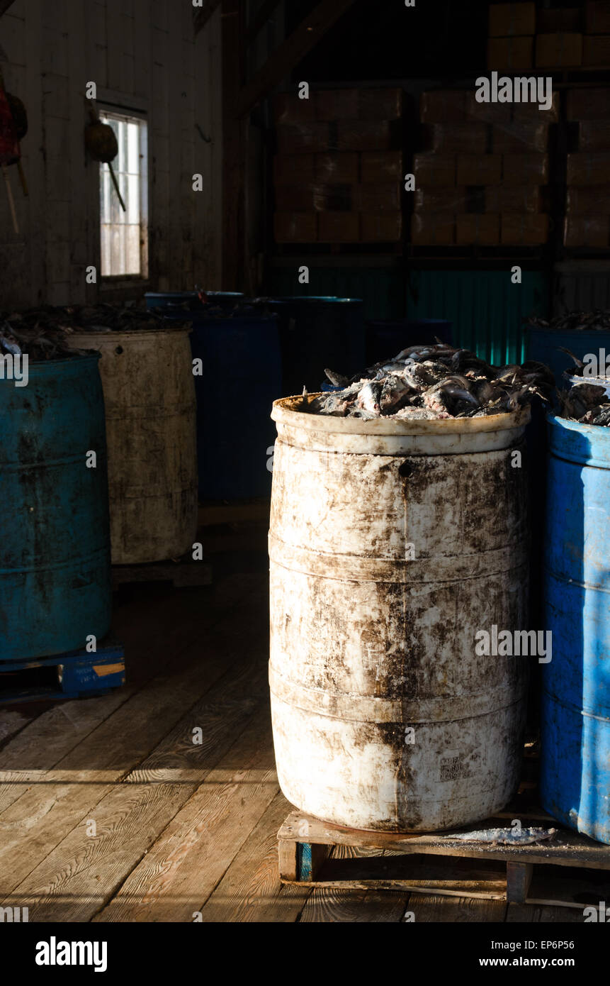 Barrels full of salted herring for baiting lobster traps, Islesford, Maine Stock Photo