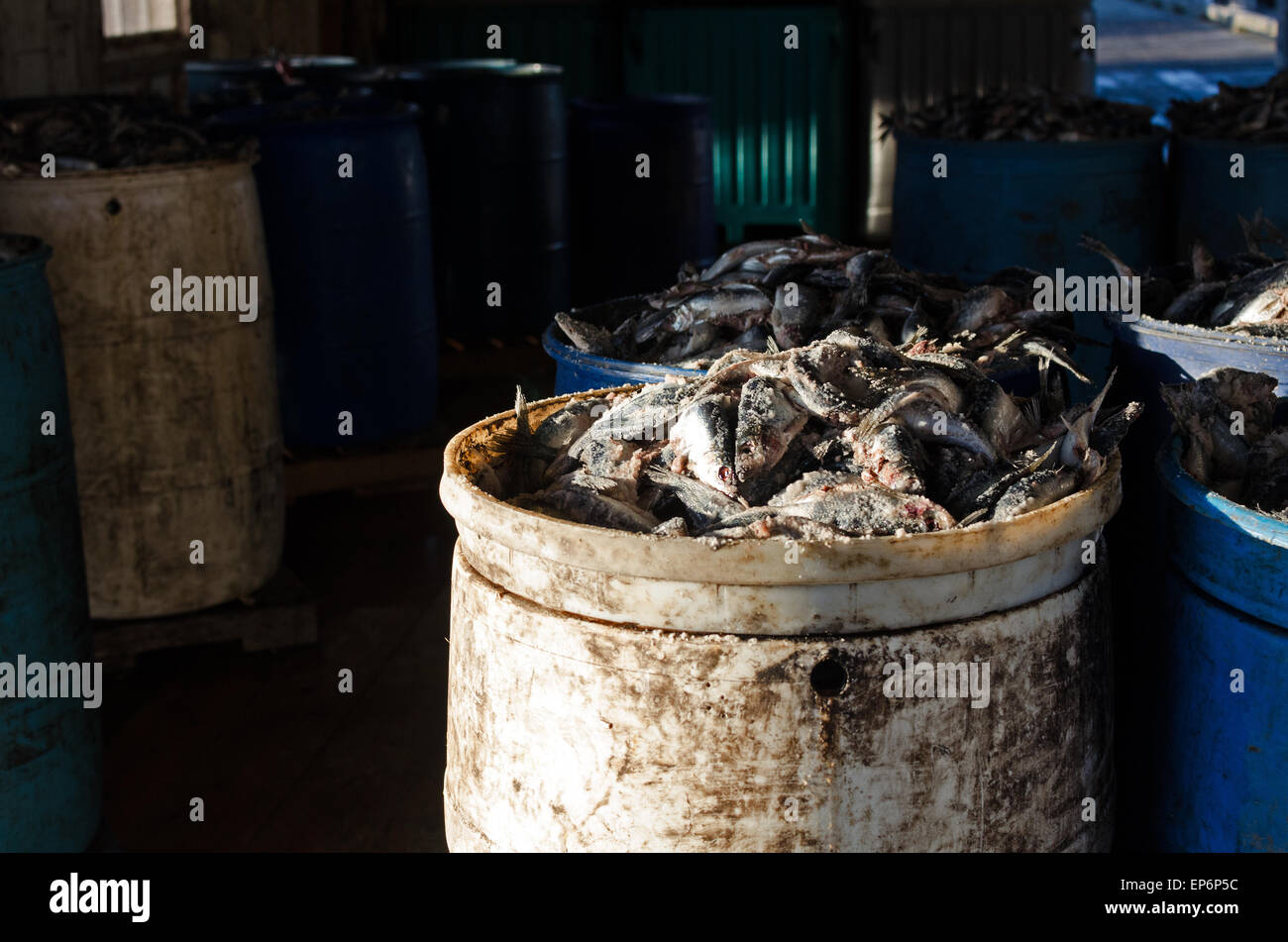 Barrels full of salted herring for baiting lobster traps, Islesford, Maine Stock Photo
