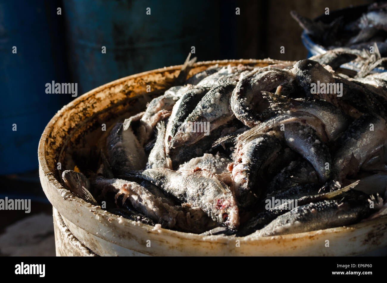 Herring fish bait hires stock photography and images Alamy
