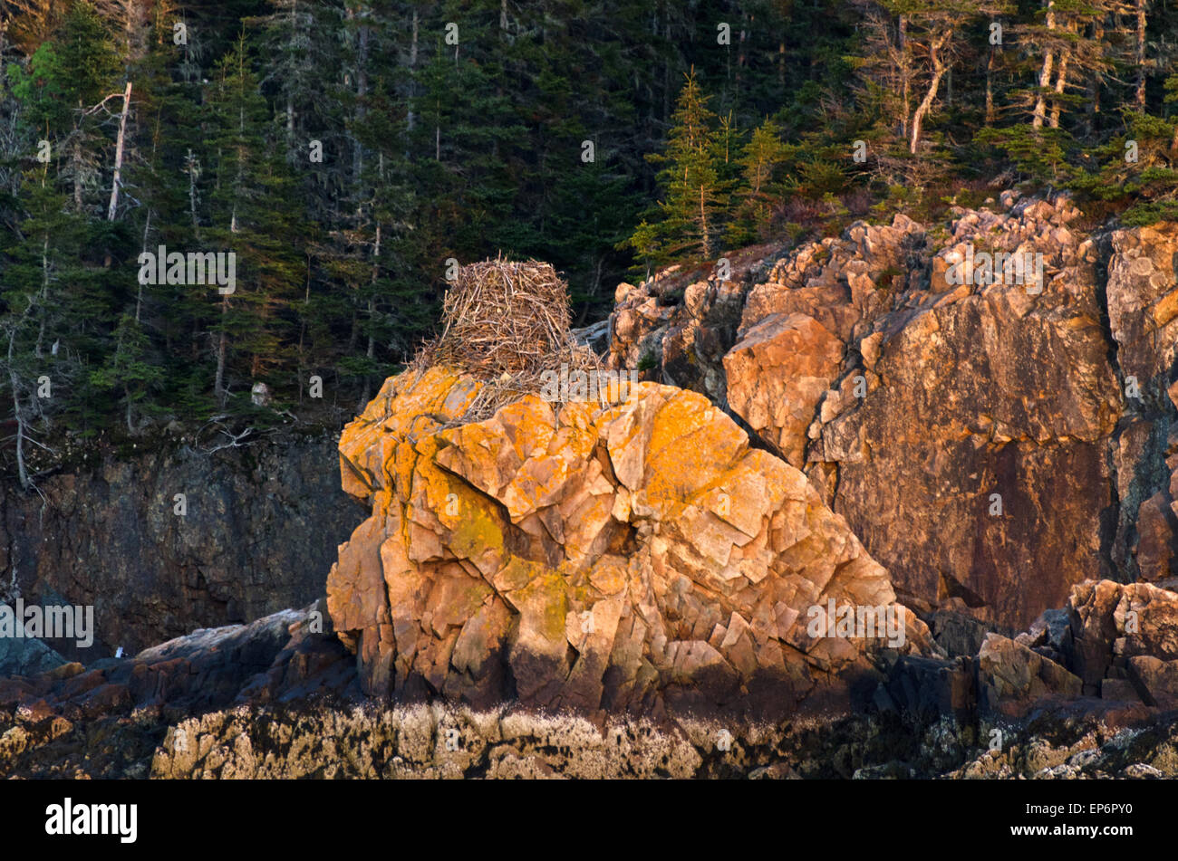 An enormous old osprey nest at sunset on the cliffs off Sutton Island, Maine Stock Photo Alamy