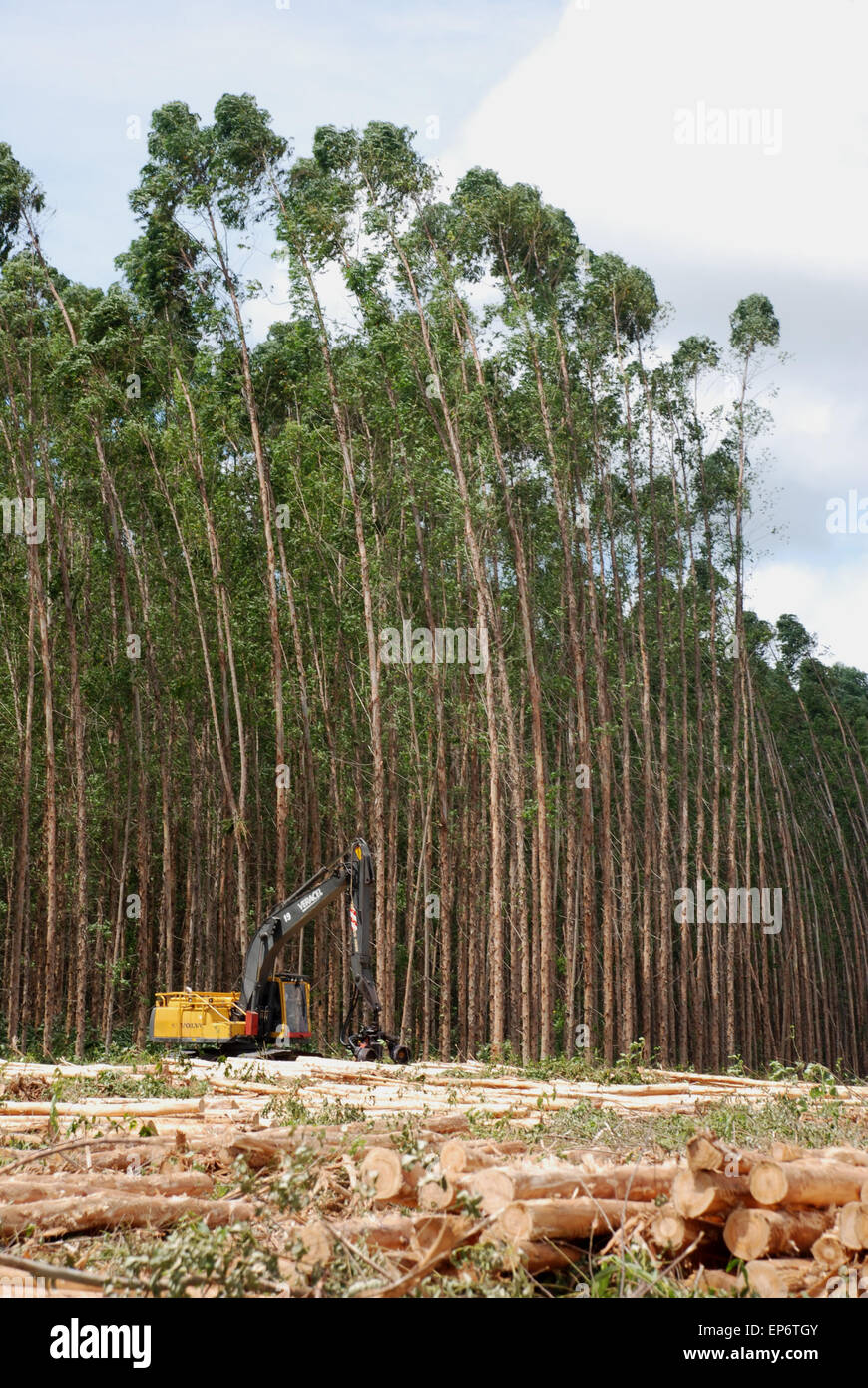 Bahia, Brazil: deforestation Stock Photo
