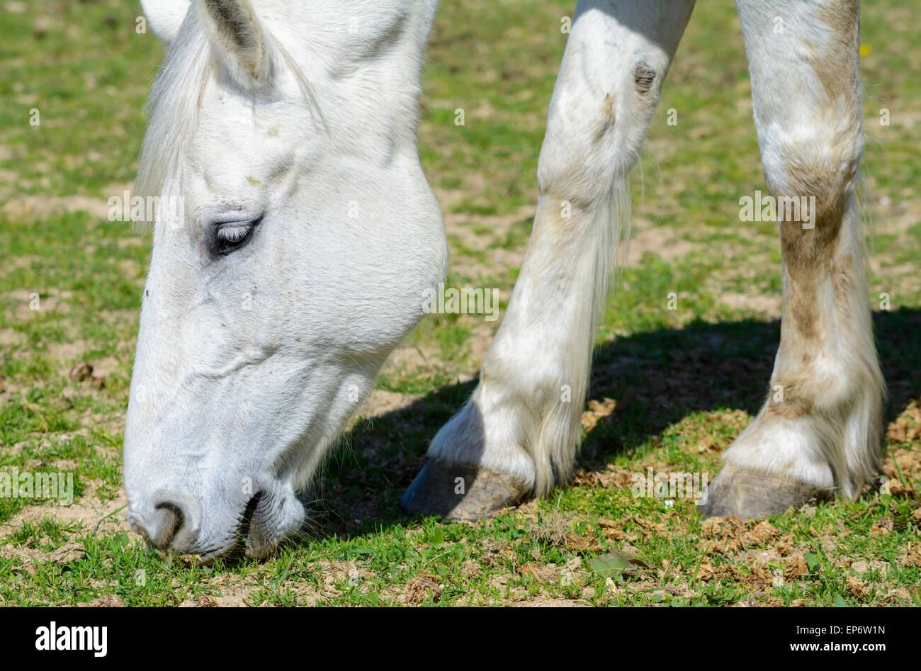 Domestic white horse grazing on grass in a field in the UK. Stock Photo