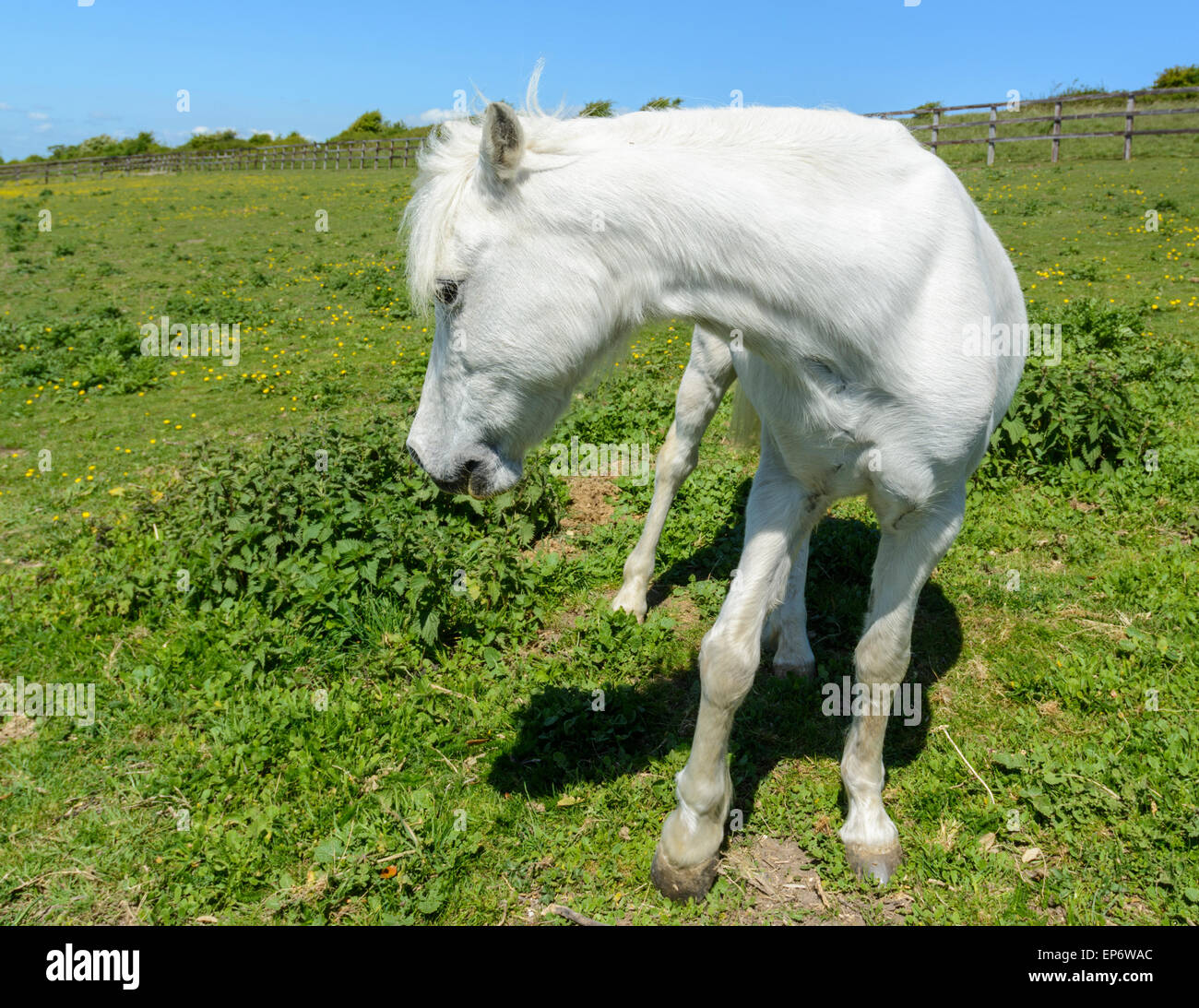 Domestic white horse standing in a field turning it's head to the side, in the UK. Stock Photo