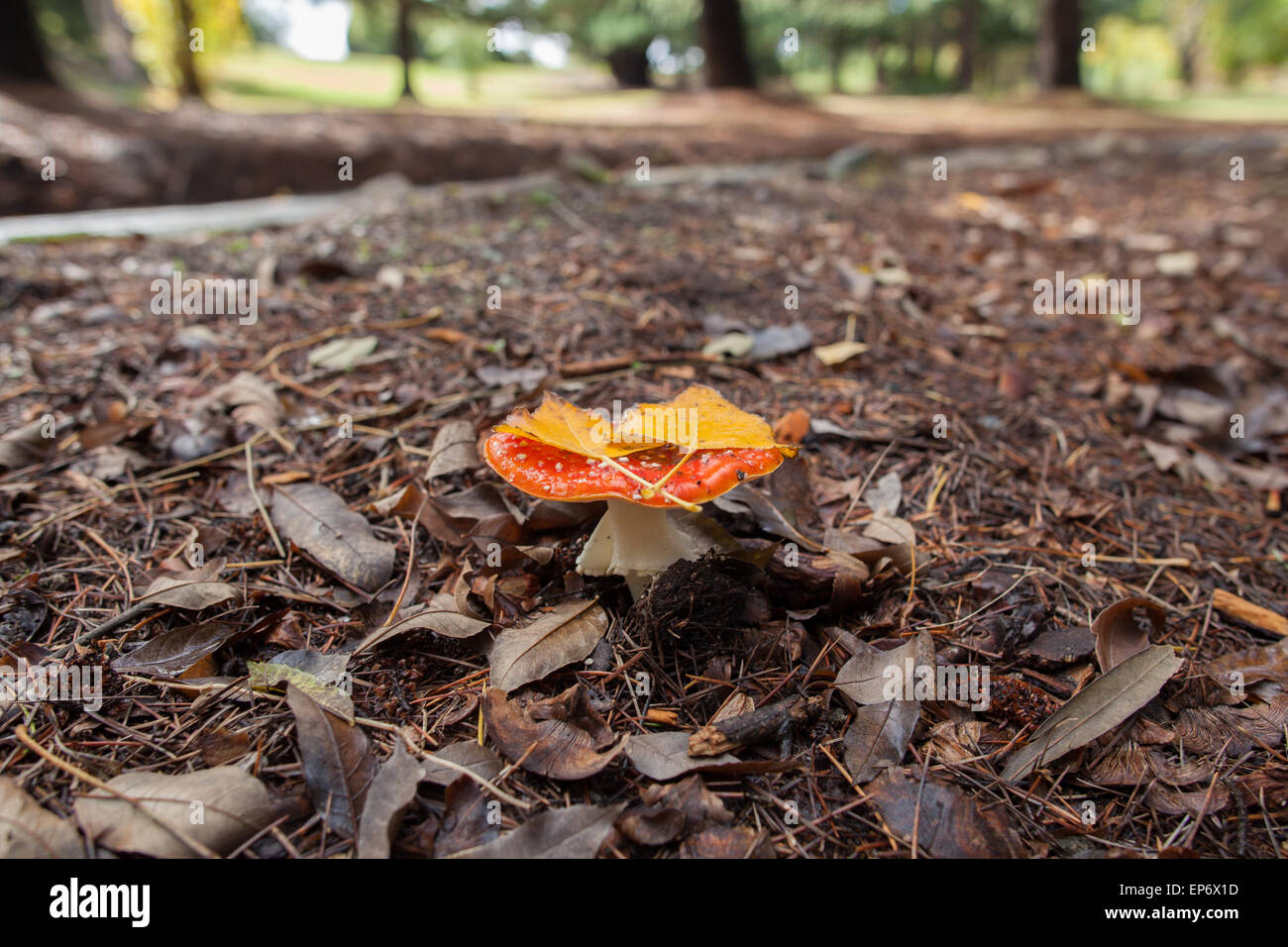 Fresh Fly Agaric mushroom with two yellow leafs on top in autumn. Stock Photo