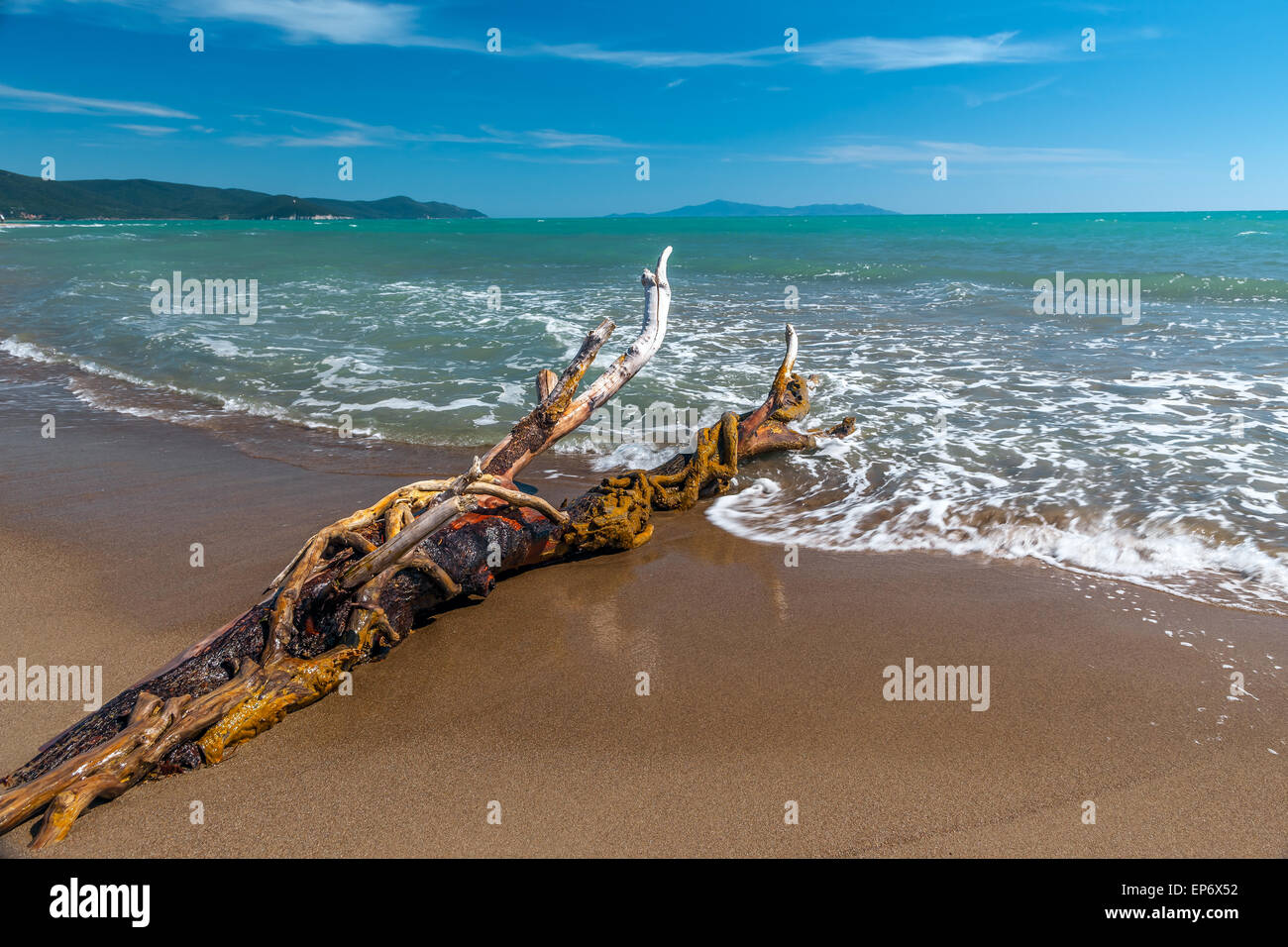 Snag on a beach Stock Photo