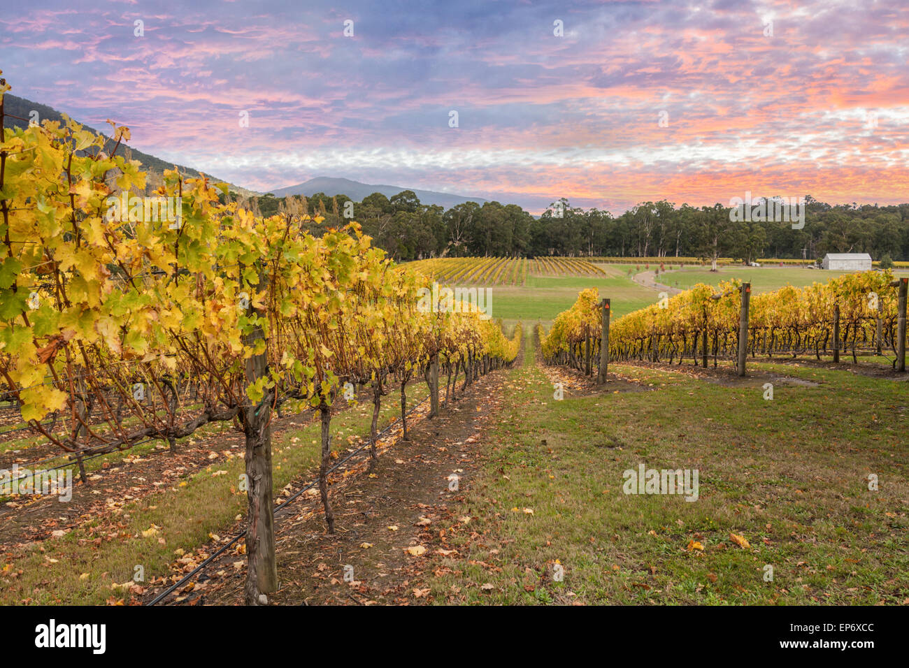Rovs of yellow leafed fines at Vineyard in Yarra Valley, Victoria, Australia Stock Photo