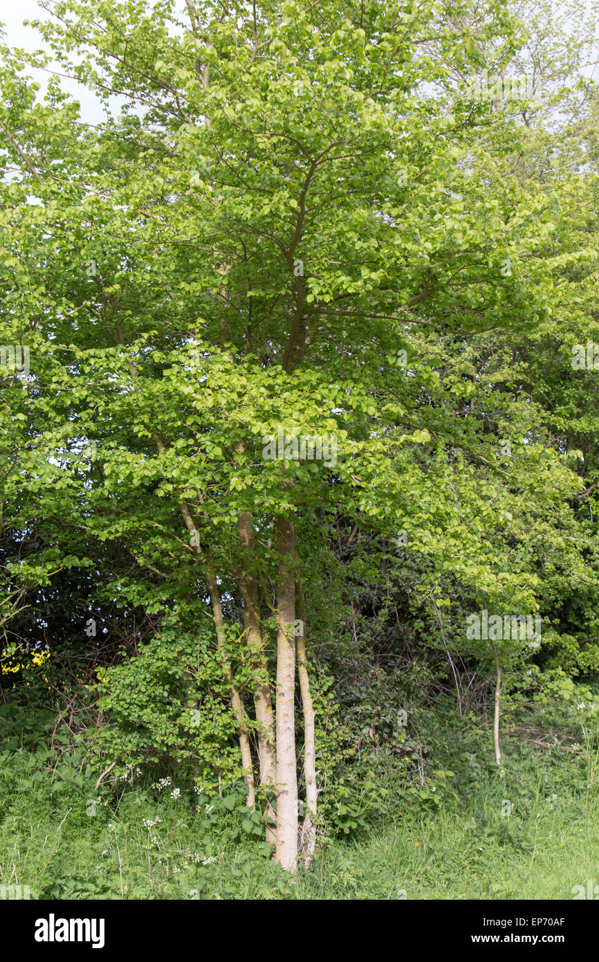 Young Elm Tree In A English Hedgerow England Uk Stock Photo Alamy