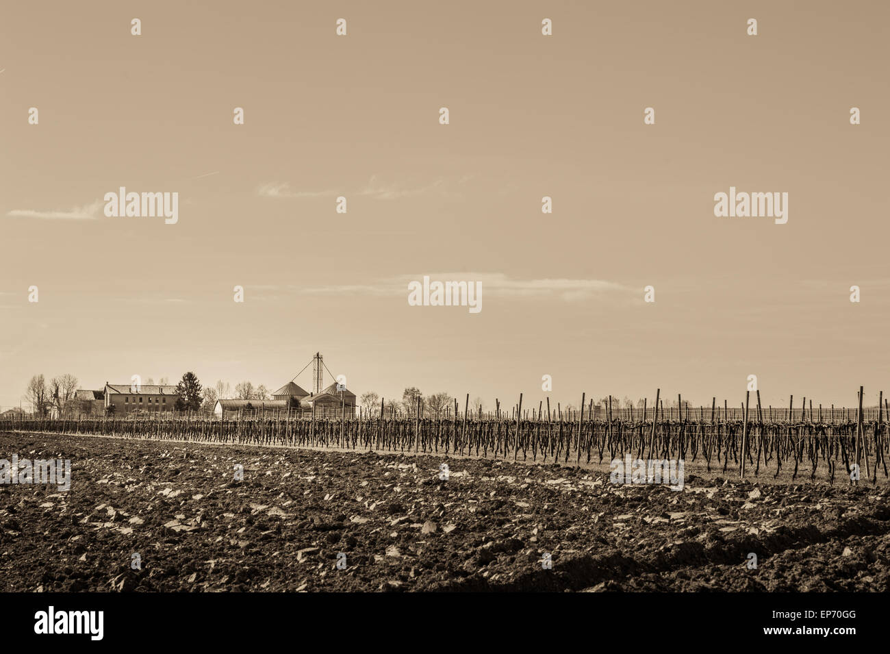 Effect vintage . Agricultural Landscape with vineyard and farm house in the background Stock Photo