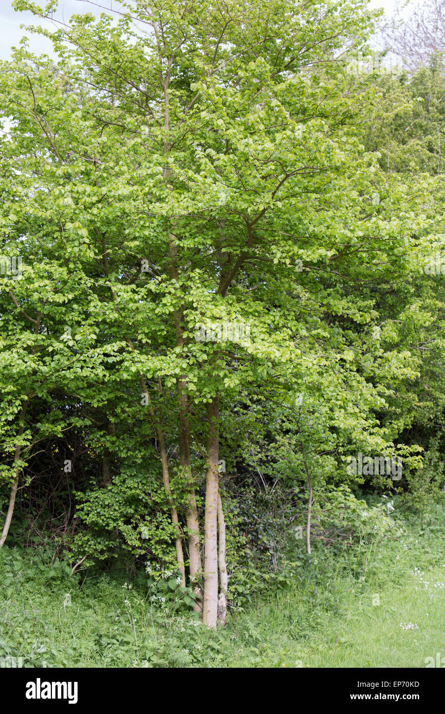 Young Elm tree in a English hedgerow, England, UK Stock Photo Alamy