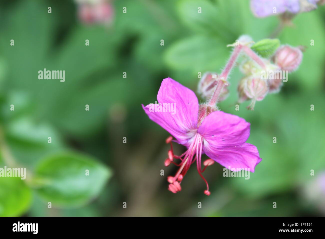 pink purple geranium Geraniaceae in summer Stock Photo