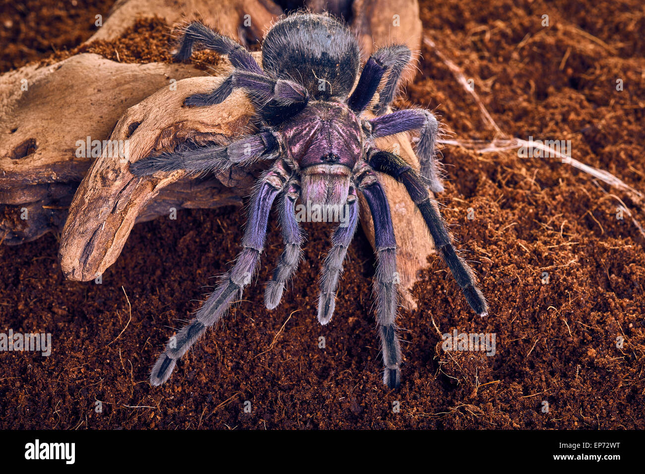 tarantula Phormictopus sp purple Stock Photo - Alamy