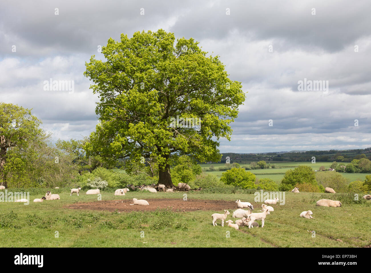 Sheep and Lambs resting in the mid-day sun by the shade of an mature Oak tree, England, UK Stock Photo