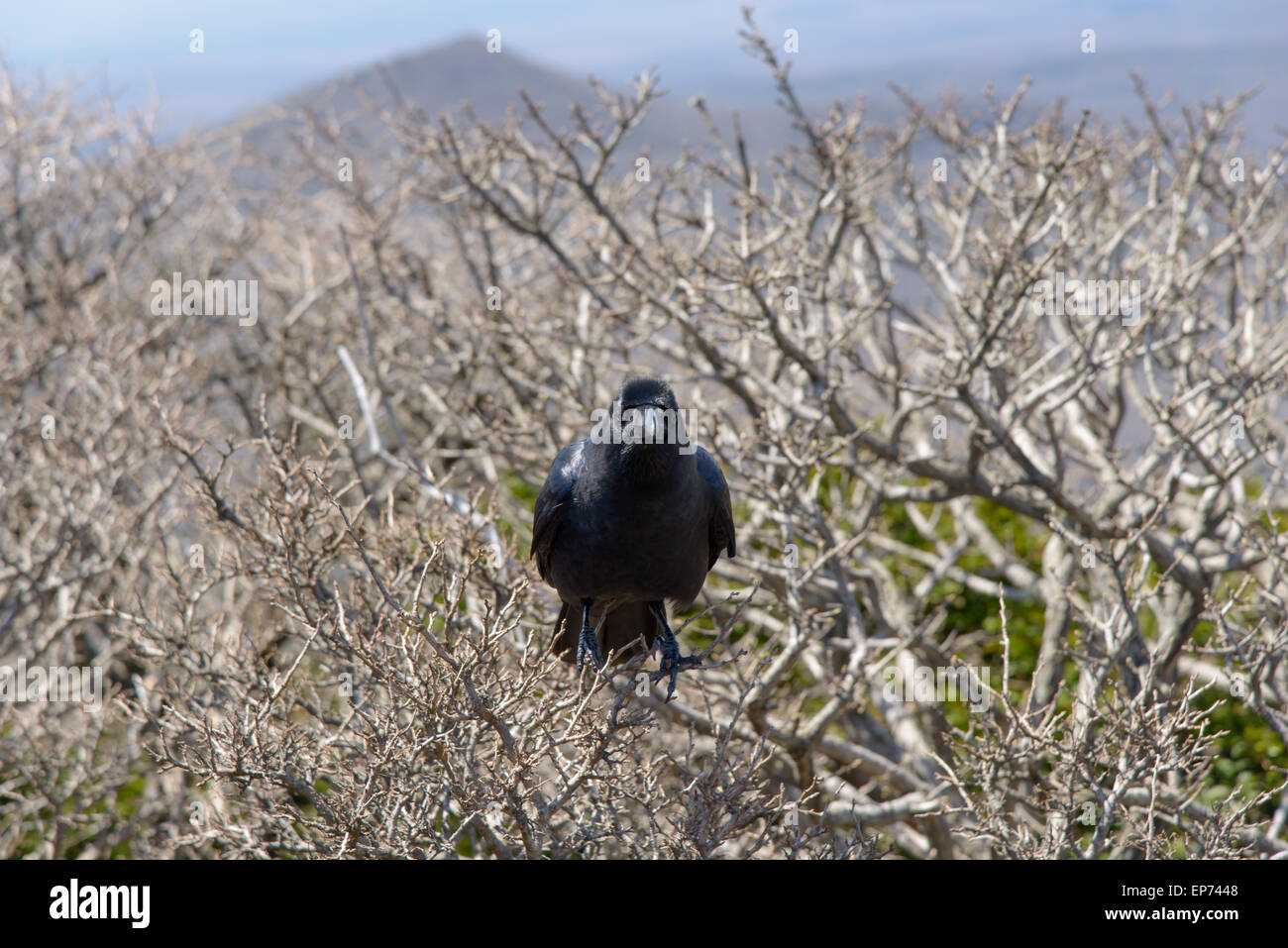 wild black craw on a brach at Hallasan mountain in Jeju Island, Korea. Stock Photo