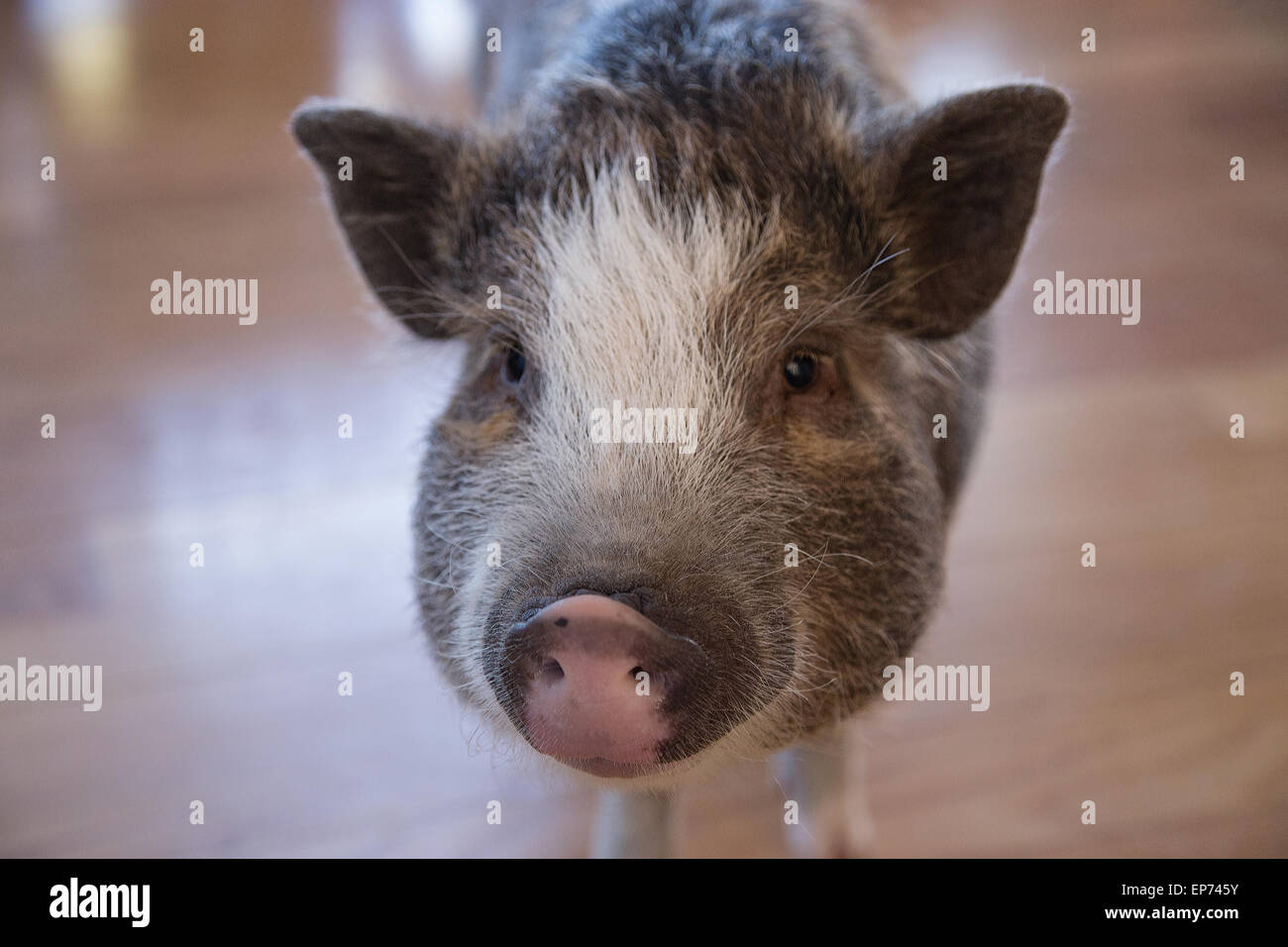 House pig face close up Stock Photo