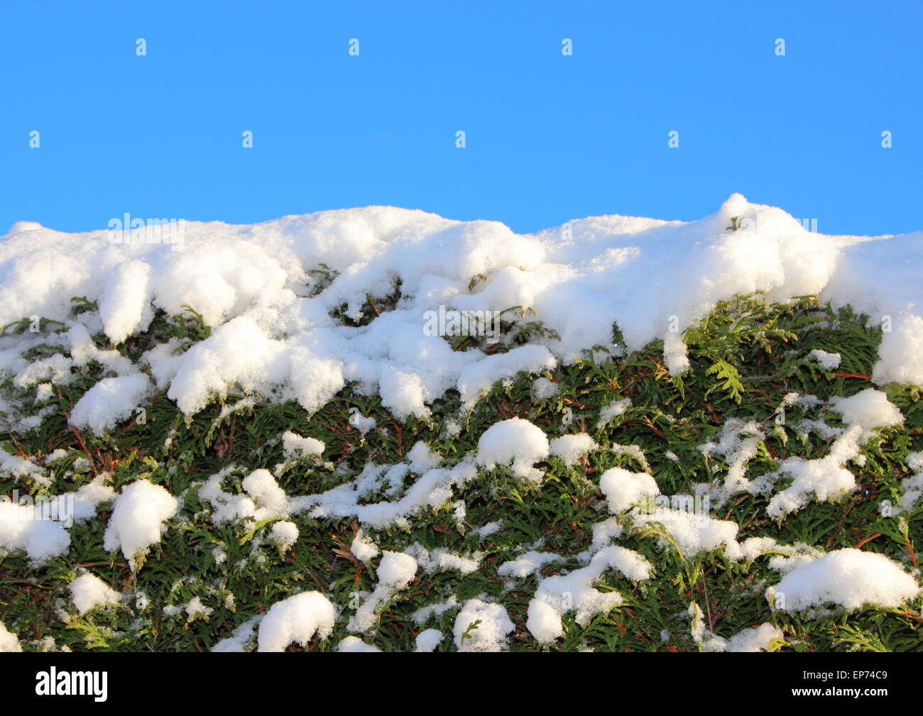 Top of snow covered bush with blue sky Stock Photo