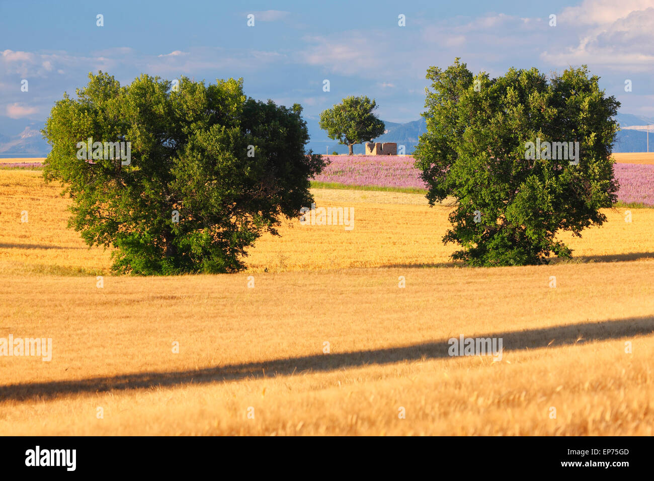 Wheat field in Provence, France Stock Photo