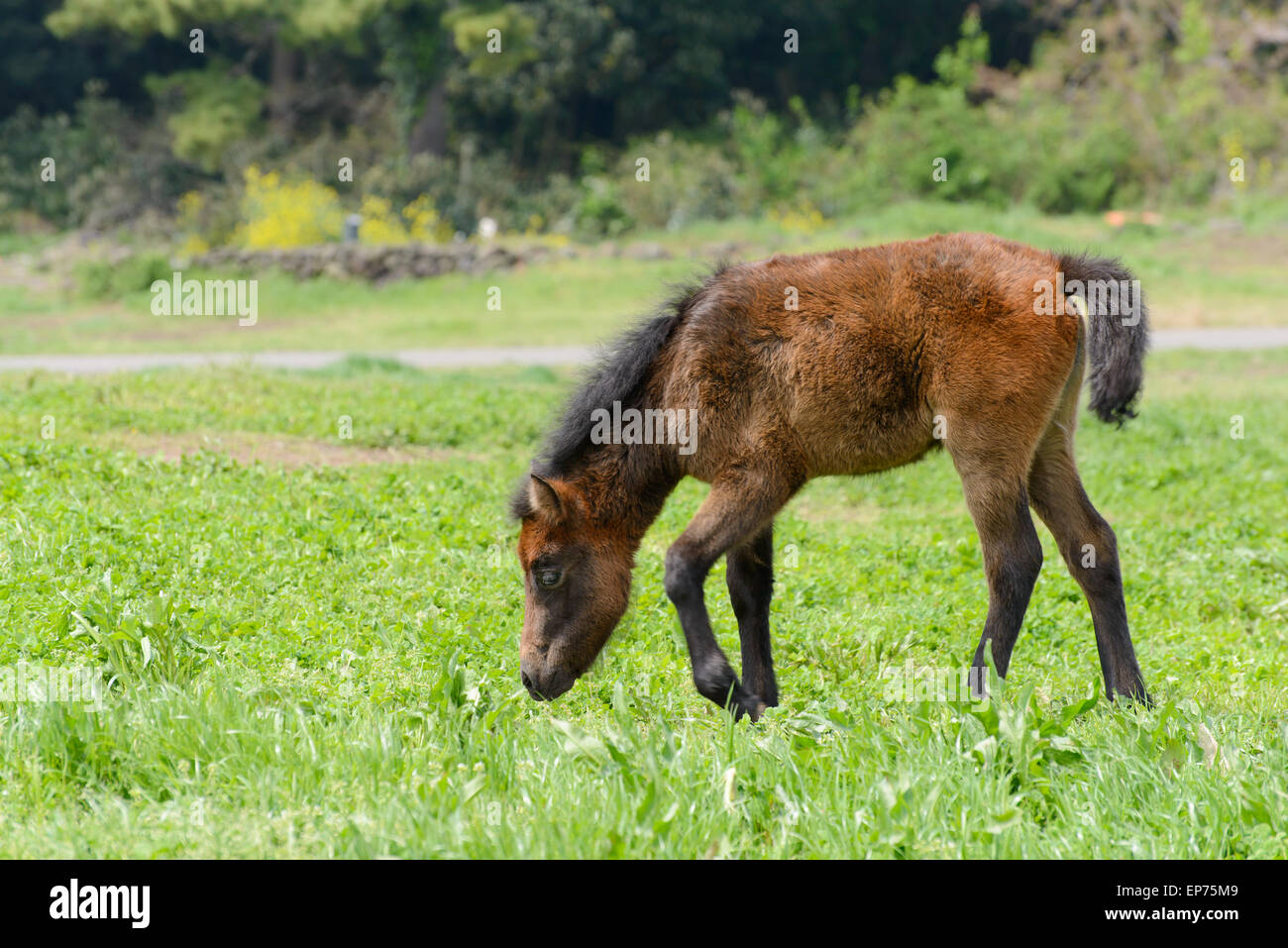 yoeng pony(a kind of small horse) in a green filed in Jeju Island, korea. Stock Photo