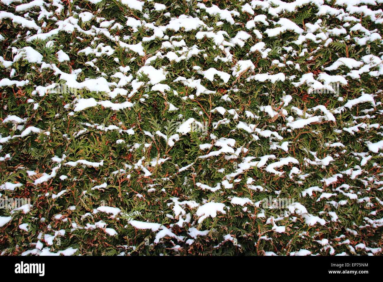 Snowy green bush background in cold winter Stock Photo