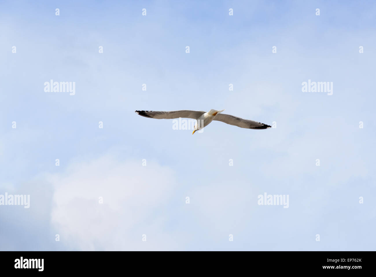 back of seagull gliding in a blue sky in a sunny day. Stock Photo