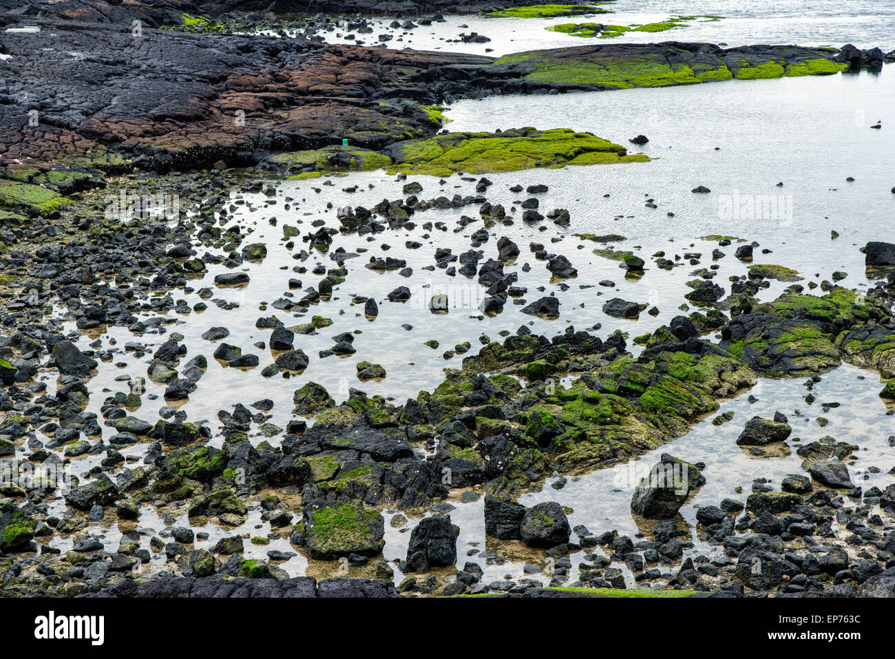 Basaltic shore with green moss in Jeju Island, Korea. Stock Photo