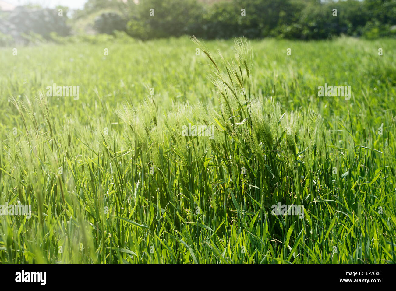 close-up of green barley with back light in Gapado island of Jeju Island in Korea. Stock Photo