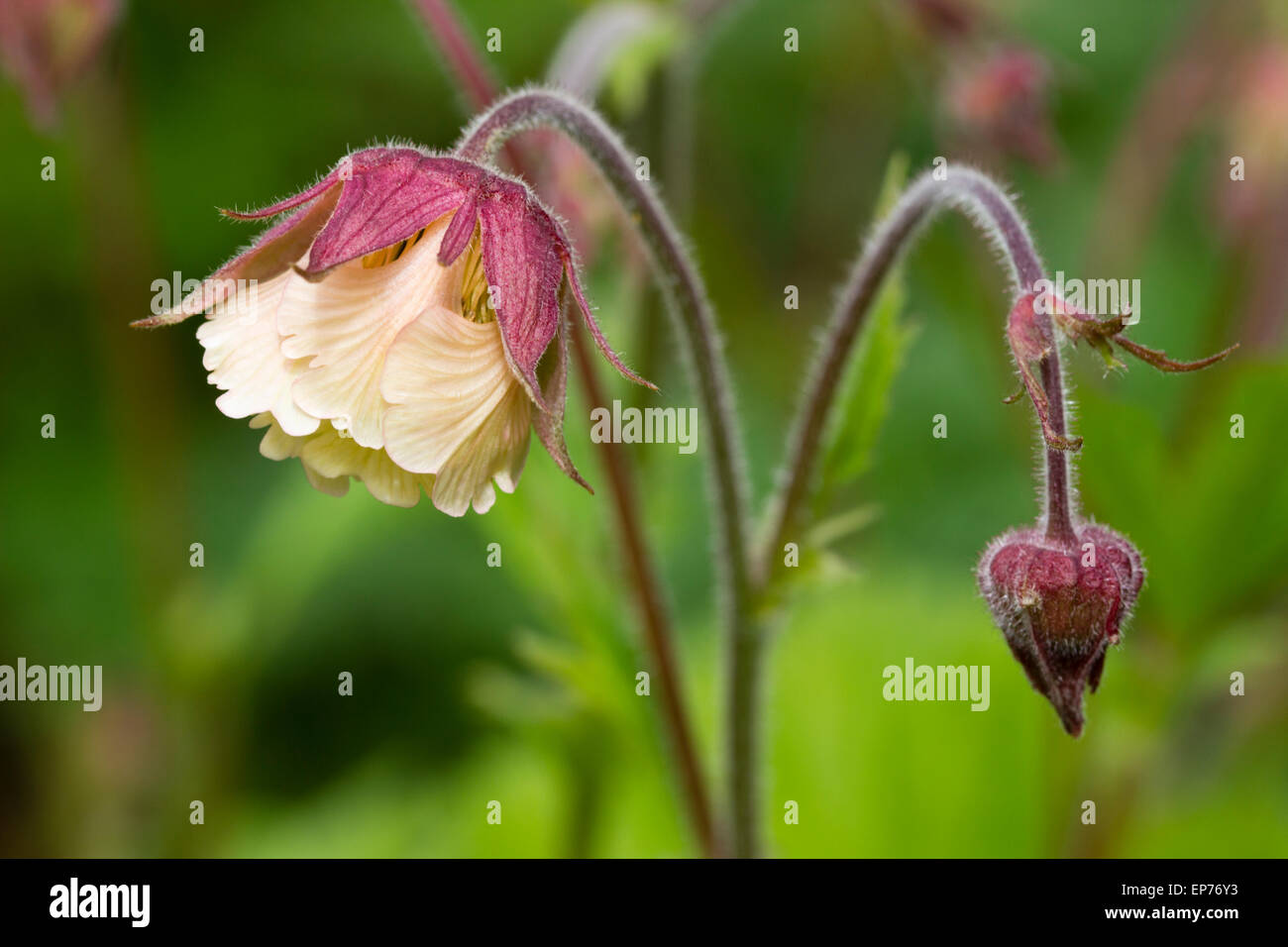 Close up of single flower and bud of the water avens, Geum rivale Stock Photo