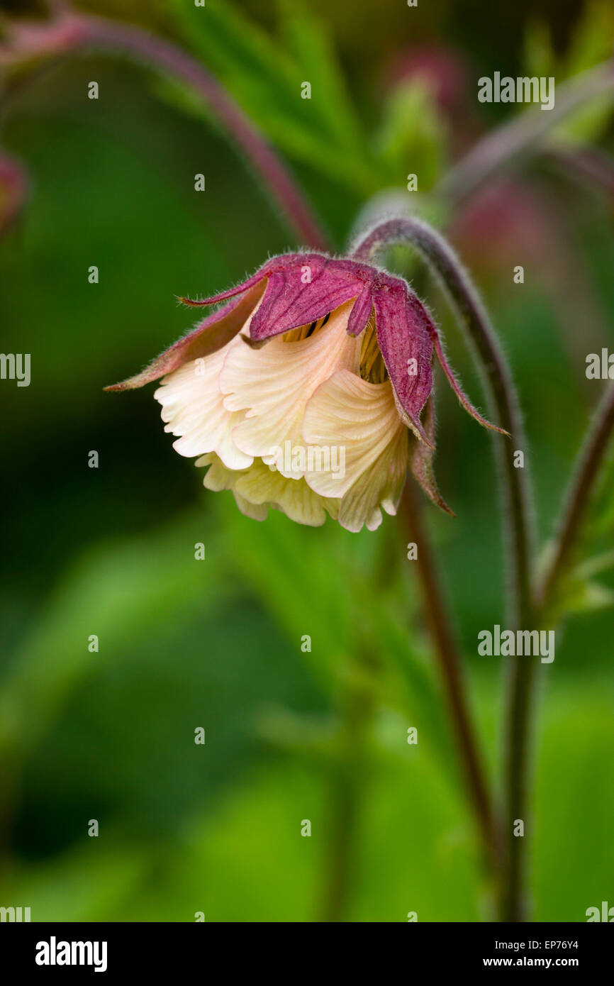 Close up of single flower of the water avens, Geum rivale Stock Photo