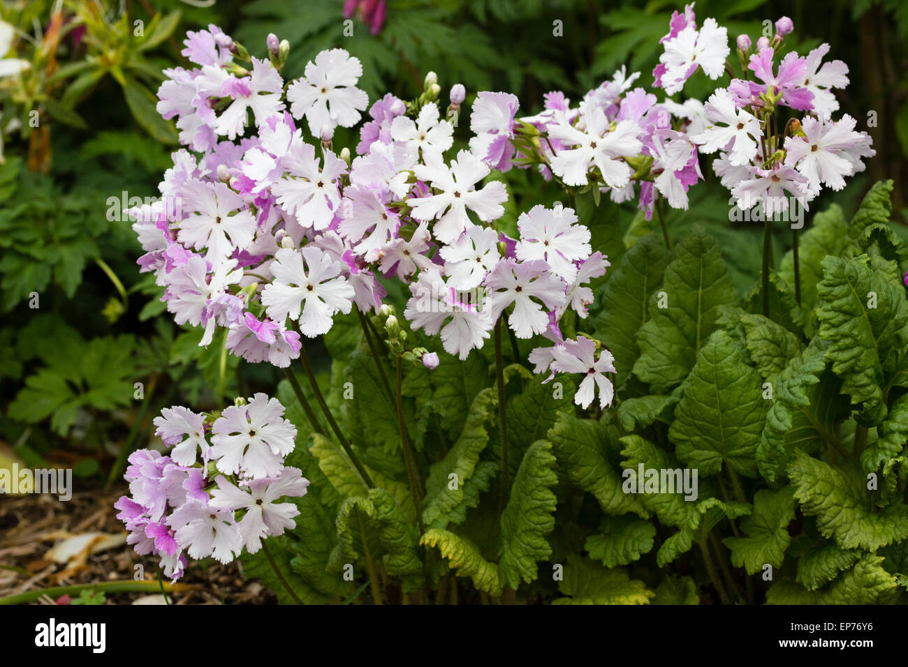 Late spring flowers ofthe asiatic primrose, Primula sieboldii 'Jessica' Stock Photo