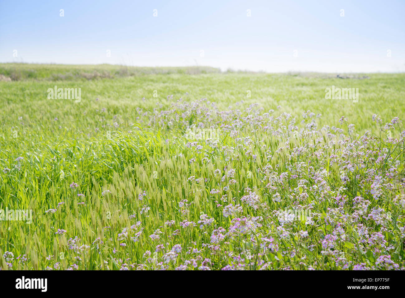 Landscape of green barley field and Raphanus sativus for. raphnistroides MAK. Flowers with clear sky in Gapado Island of Jeju Is Stock Photo
