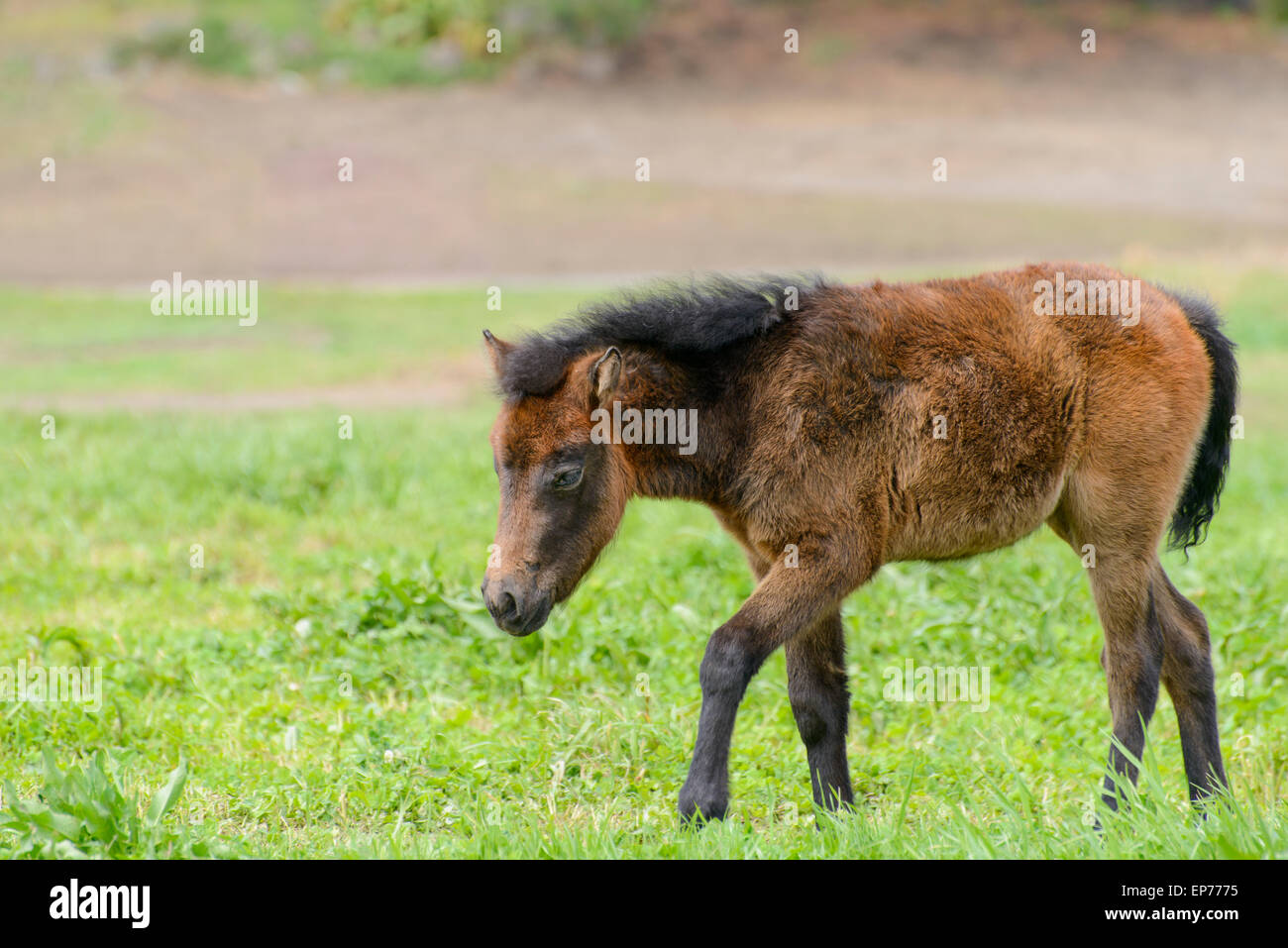 yoeng pony(a kind of small horse) in a green filed in Jeju Island, korea. Stock Photo