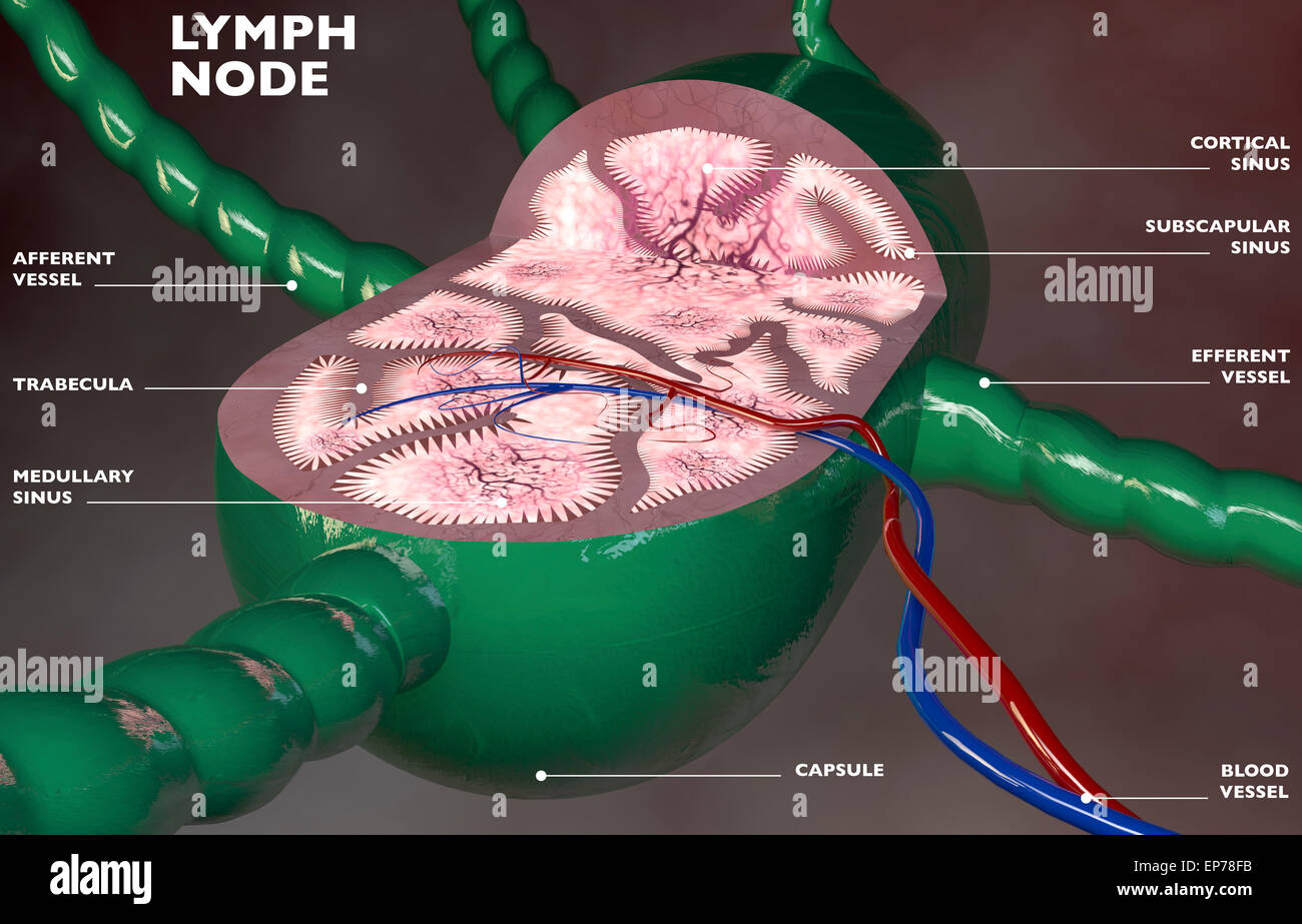 Lymph node section 3d anatomy on dark background Stock Photo