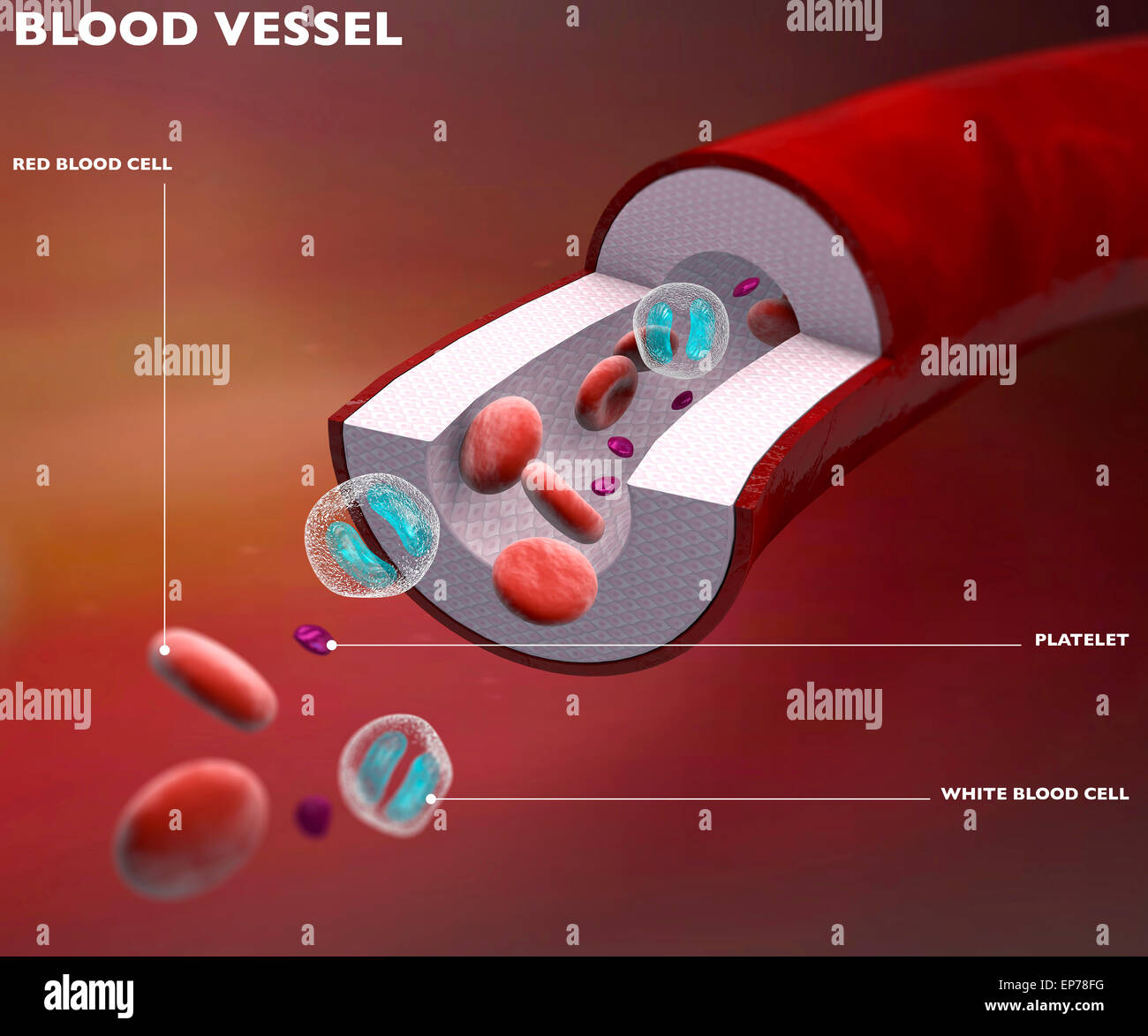 Section of blood vessel artery, vein, red blood cells on red background Stock Photo
