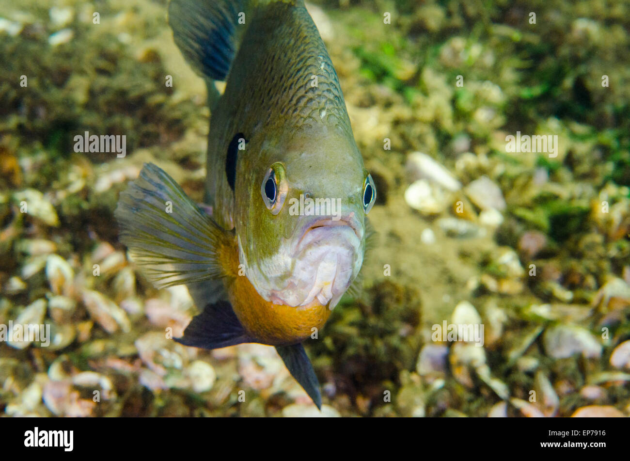 Bluegill fish hi-res stock photography and images - Alamy