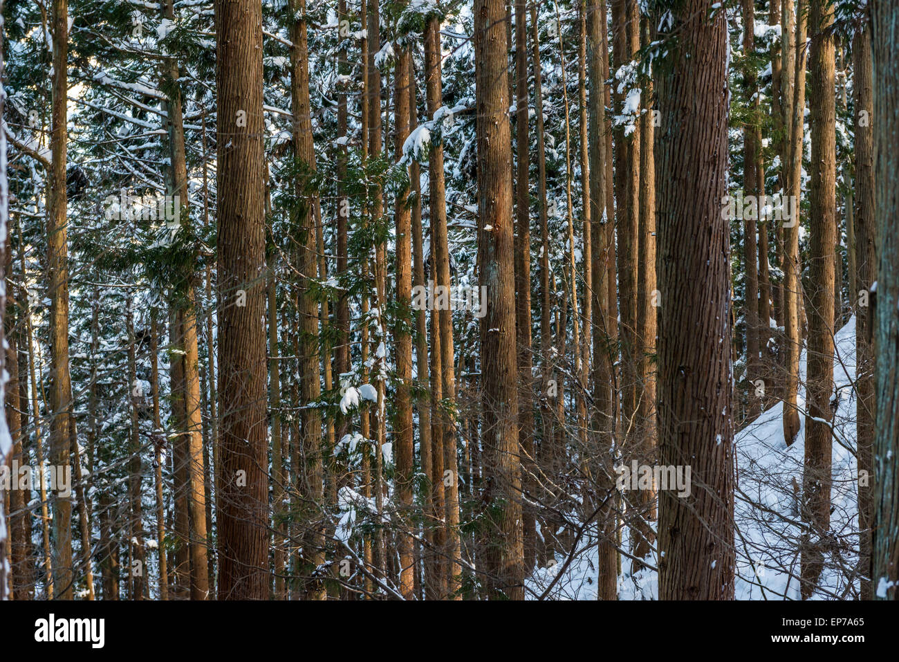 Snow covered cedar trees in a forest in Nagano, Japan. Stock Photo