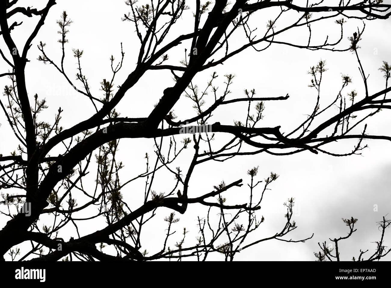 Spring Re Growth Silhouette of tree branches and Spring regrowth, UK Stock Photo - Alamy