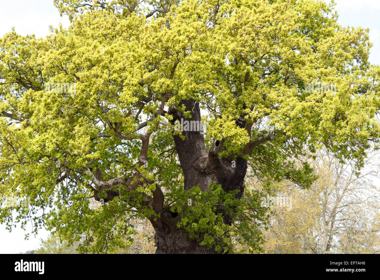 The canopy of the old oak tree in Baginton Warwickshire is more than 500 years old Stock Photo