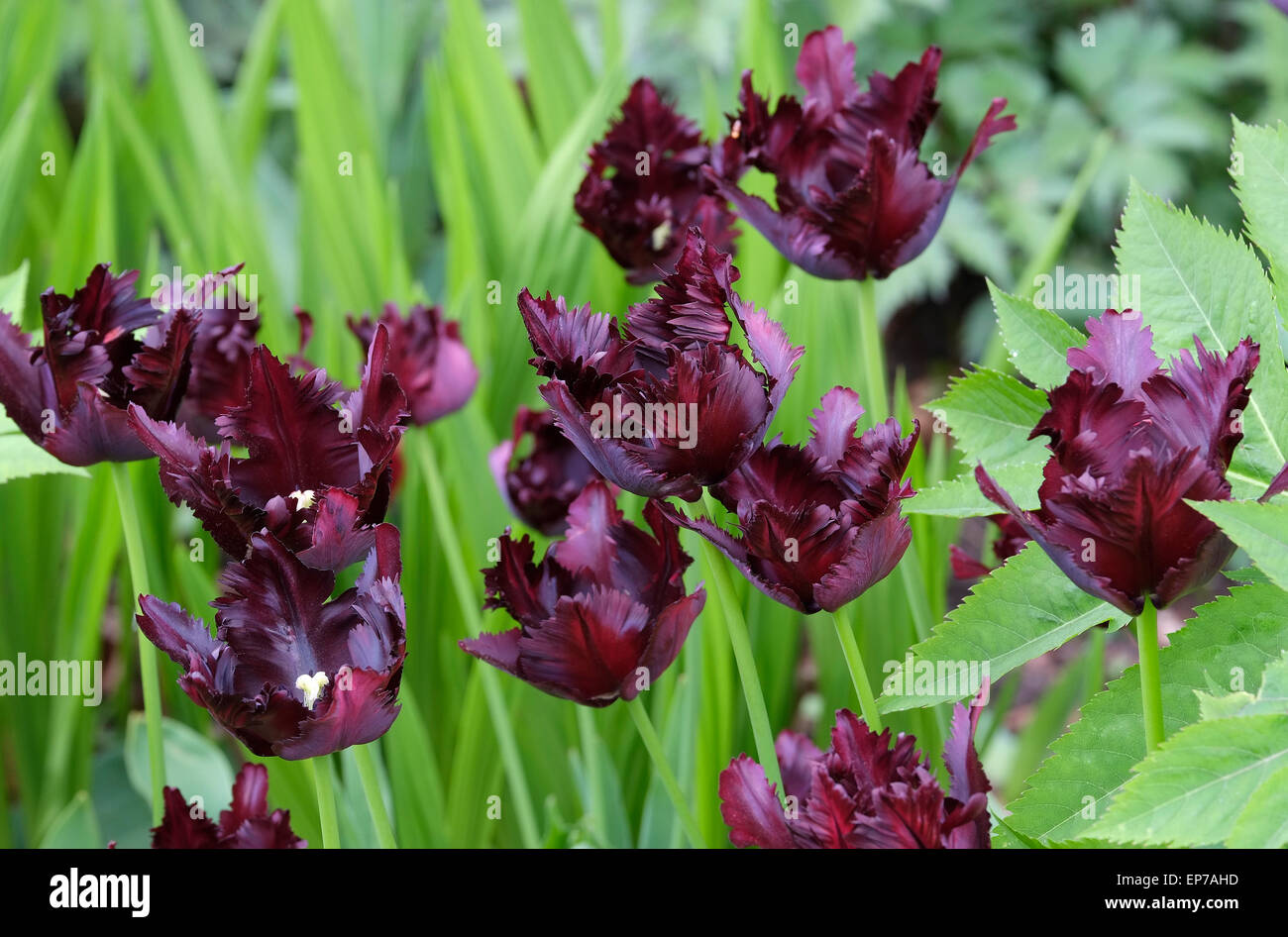 black parrot tulips in garden Stock Photo