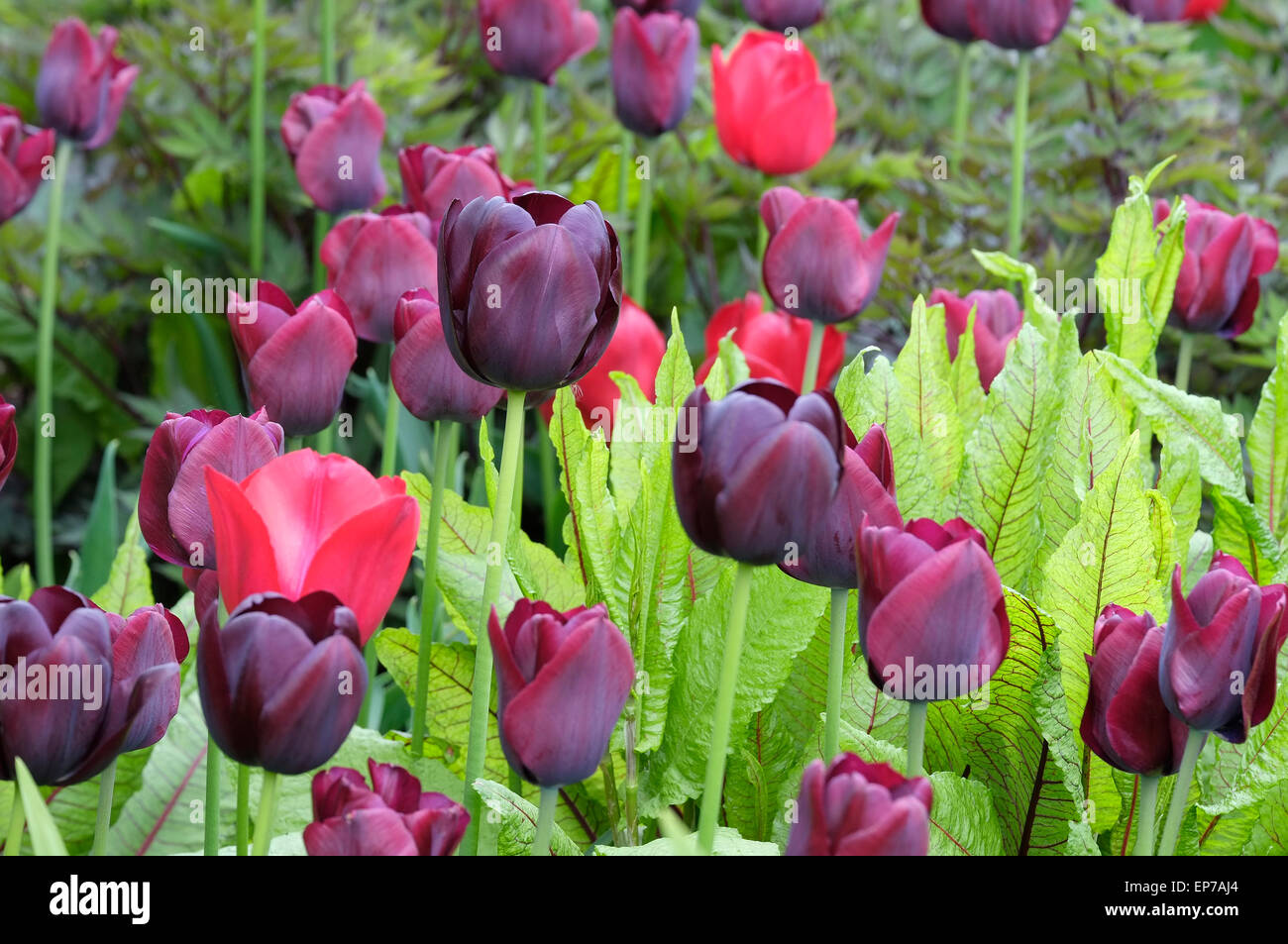 Queen Of The Night Tulips In Garden Stock Photo Alamy